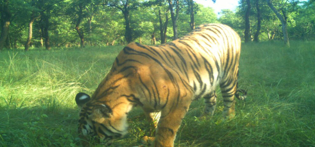 Team mobilization for man-eating tiger control