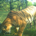 Team mobilization for man-eating tiger control