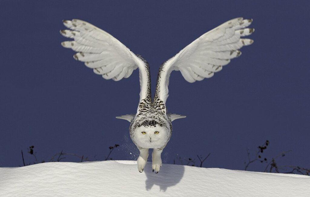 Birdwatchers flock for glimpse of rare snowy owl in US capital