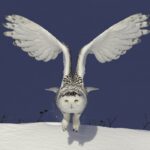 Birdwatchers flock for glimpse of rare snowy owl in US capital