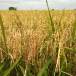 In Bara, paddy production increased by 6,000 metric tons