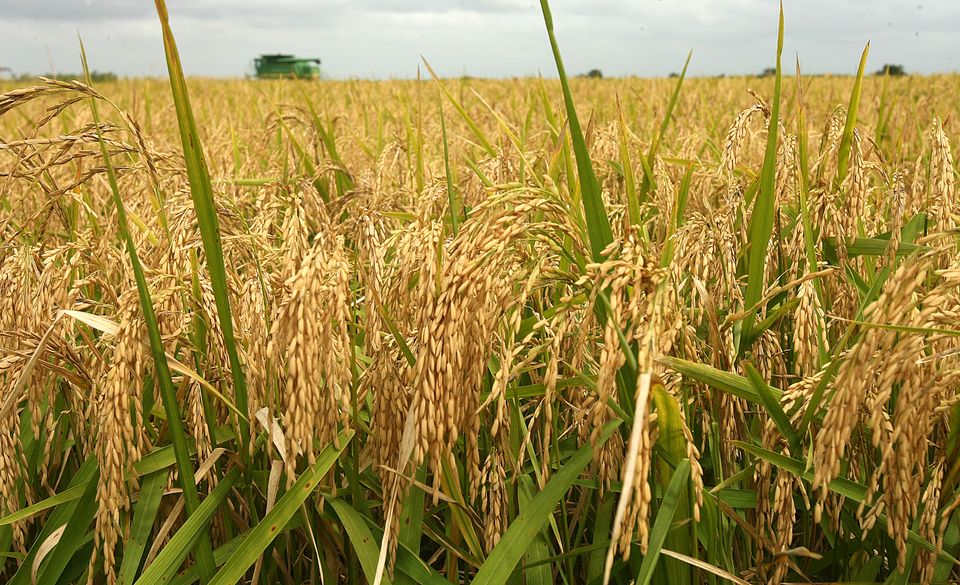 In Bara, paddy production increased by 6,000 metric tons