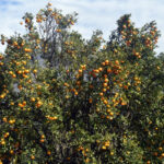 In Myagdi, orange production increased by 4.53 percent this year