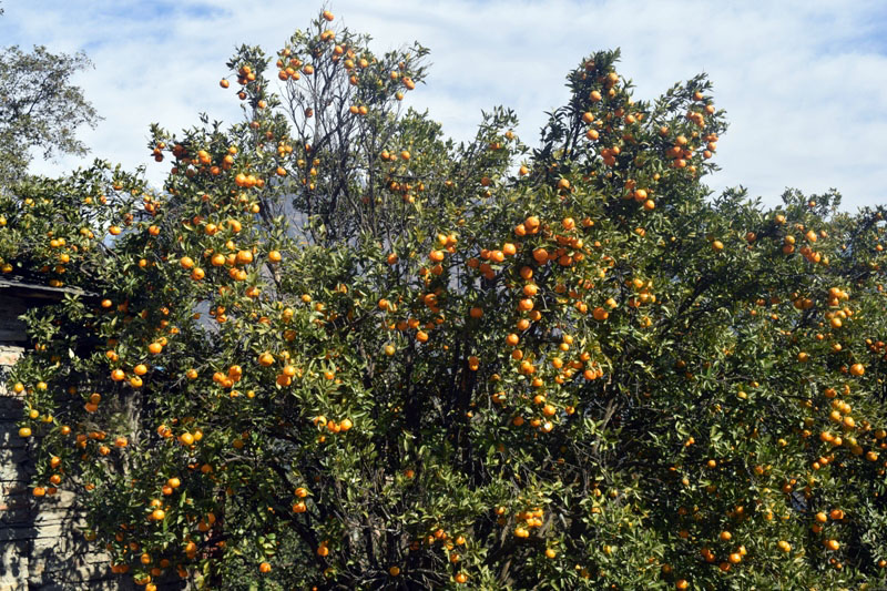 In Myagdi, orange production increased by 4.53 percent this year