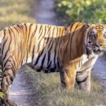 One killed in tiger attack