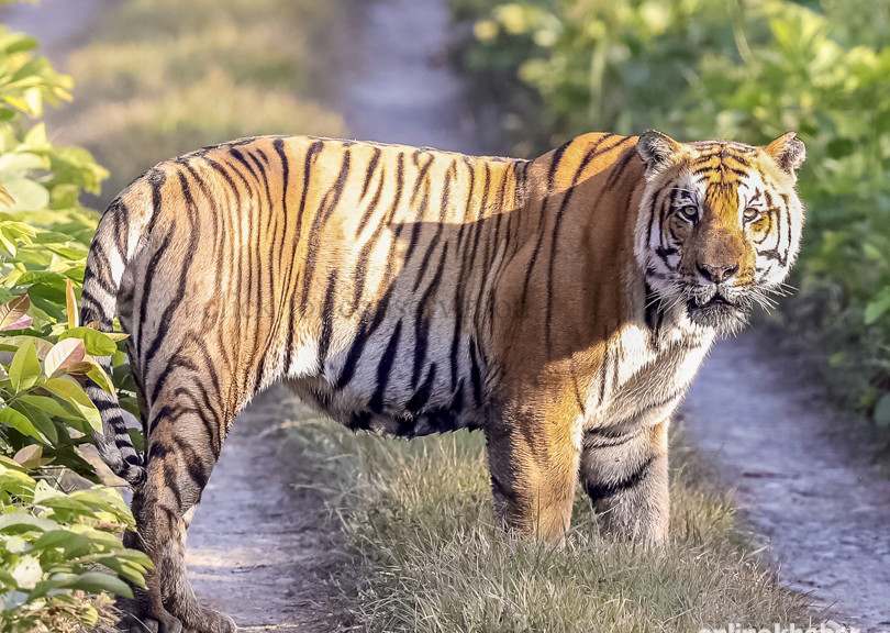 Tiger survey work completed in Chitwan National Park