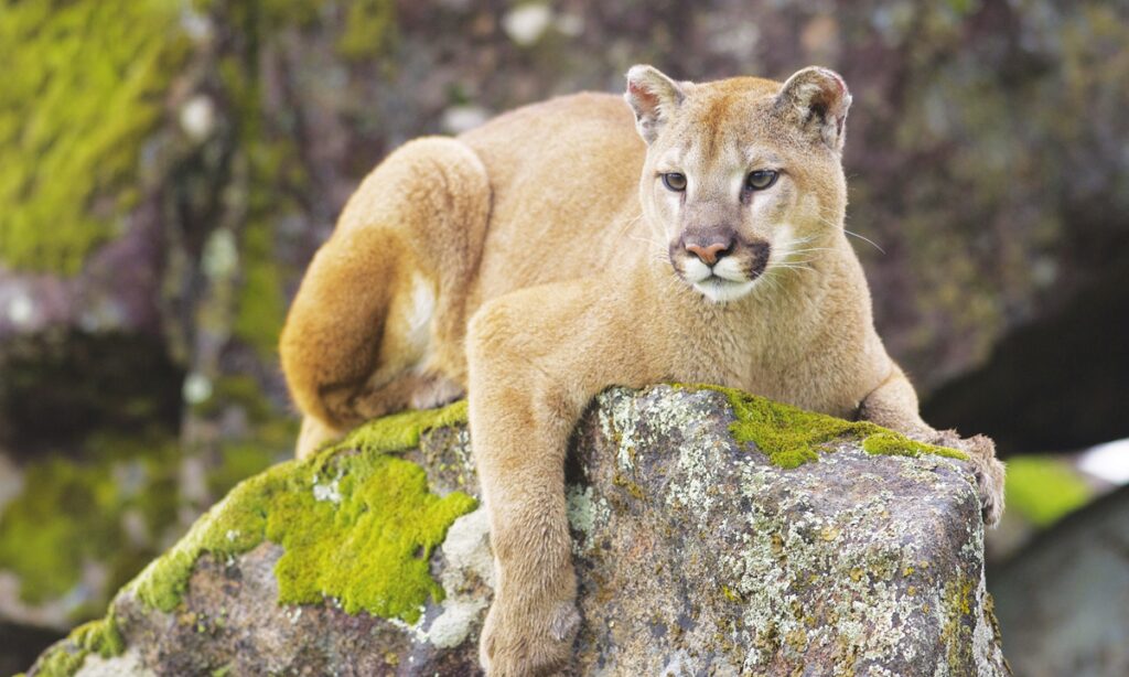 How does a cougar cross a Washington freeway? The species’ future may depend on the answer