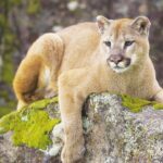 How does a cougar cross a Washington freeway? The species’ future may depend on the answer