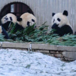 Giant panda new ‘evil’ to US anti-China lawmakers