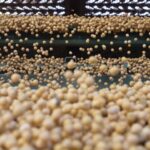 China vows multiple measures to increase soybean, oilseeds production in 2022