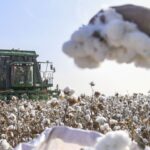 China releases sustainable cotton production standards