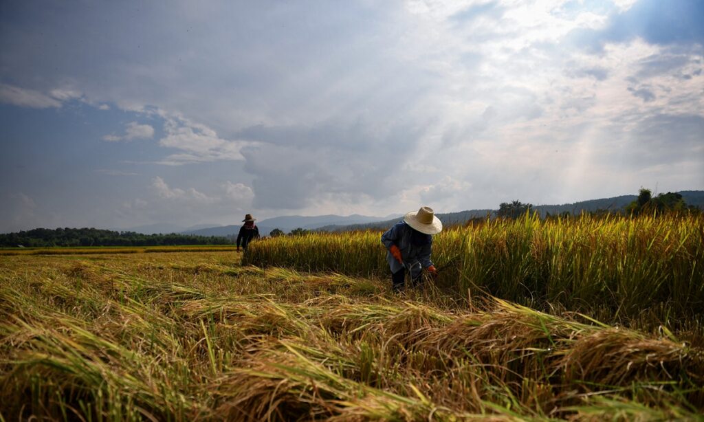 Salyan farmers are worried about the lack of rain