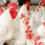 The cost of chicken meat has risen once more