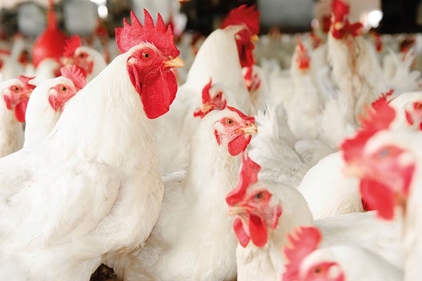 The cost of chicken meat has risen once more