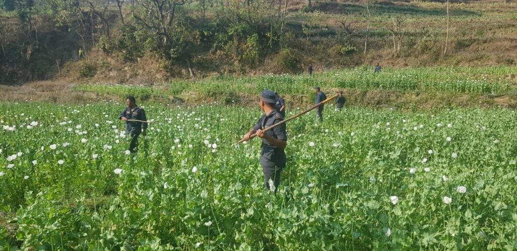 Opium cultivation was destroyed from 164 bighas of land