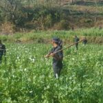 Opium cultivation was destroyed from 164 bighas of land