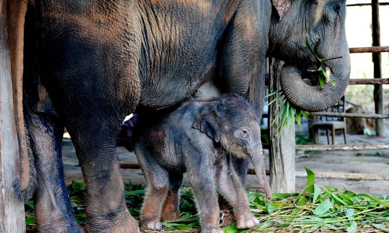 New species reveal Myanmar’s biodiversity