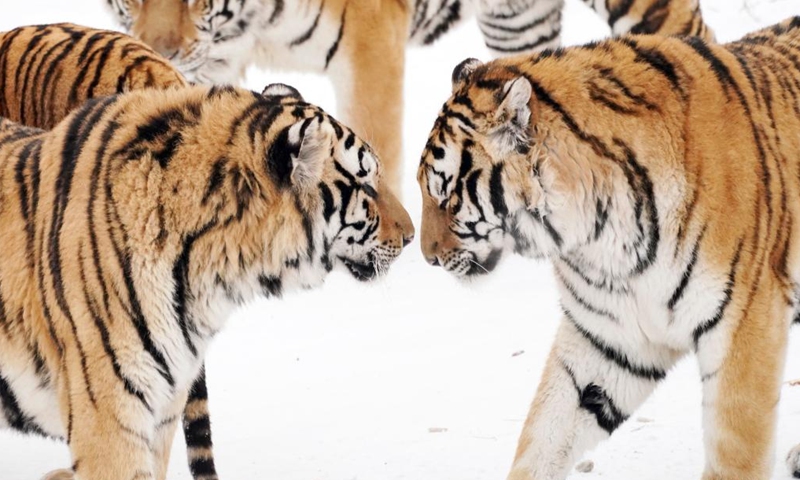 Siberian tigers return to NE China thanks to improved ecological environment: CPPCC member