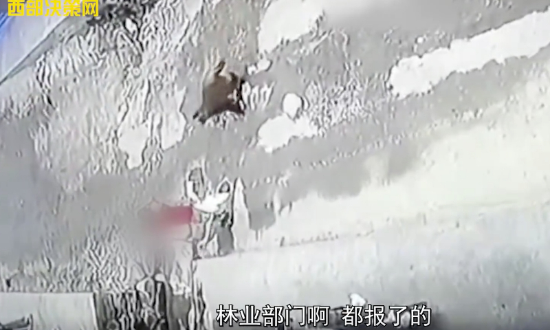 Wild monkey attacks and nearly kidnaps 3-year-old girl in Chongqing