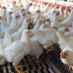 Bird flu has spread to 13 districts, urging mass surveillance