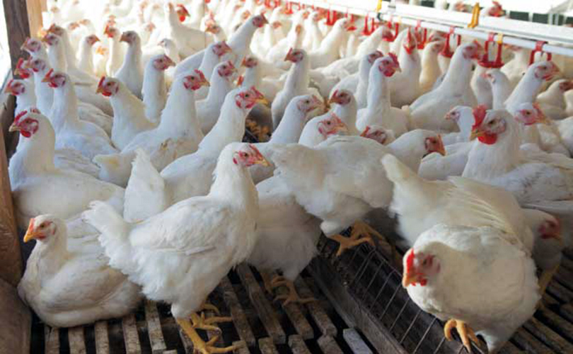 Bird flu has spread to 13 districts, urging mass surveillance