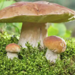 Mushrooms can speak with each other, according to scientists