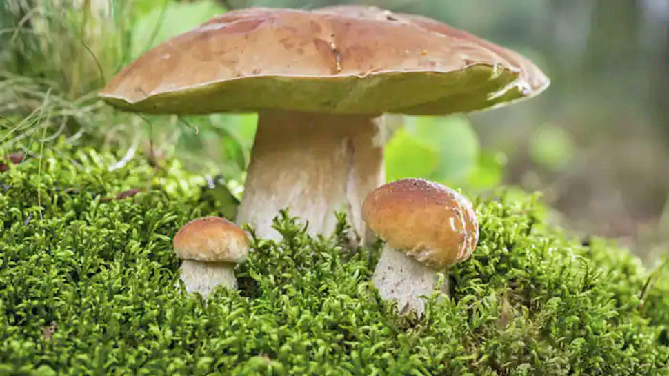 Mushrooms can speak with each other, according to scientists