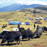 Local level distributes yaks to farmers