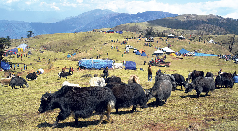 Local level distributes yaks to farmers