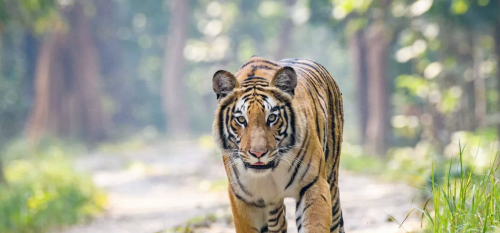 Buffalo kills a tiger in Makawanpur