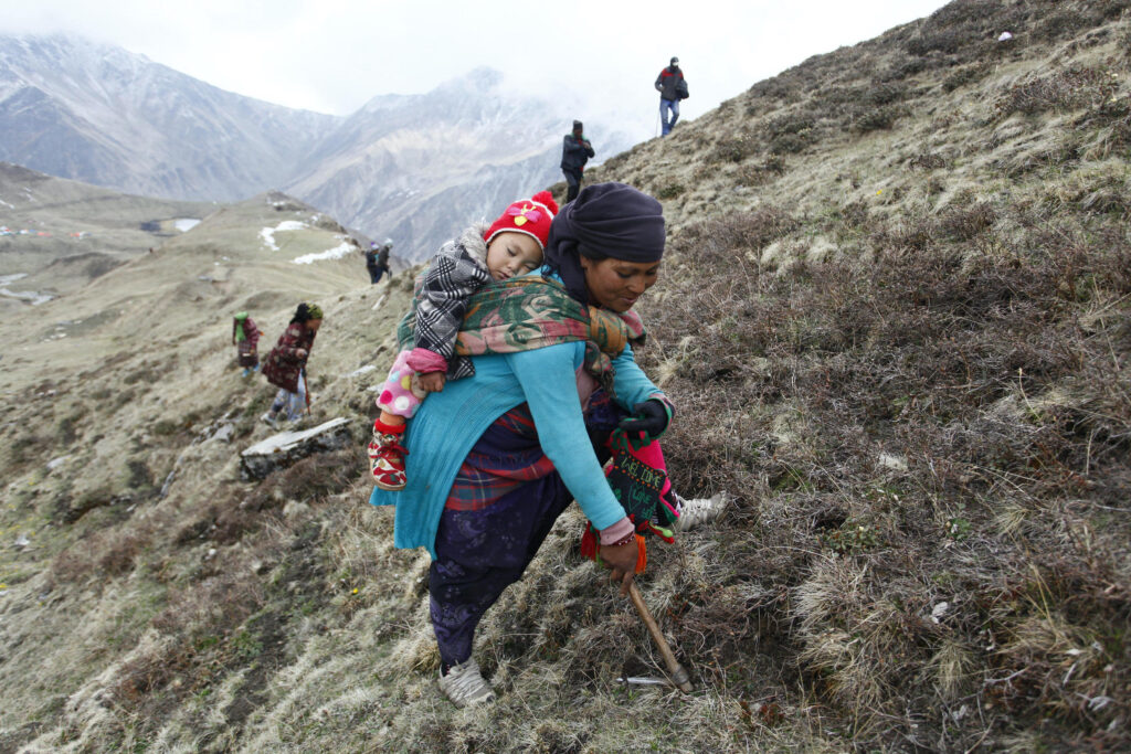 Yarsagumba has been collected which has been stored without permission, Darchula