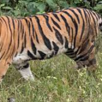 Seven-year-old boy killed by Tiger