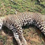 Local people kill leopard in Syangja