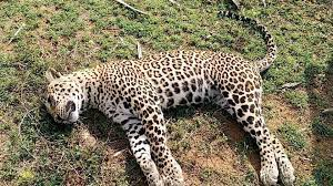 Local people kill leopard in Syangja