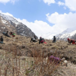 Snowfall affects the collection of Yarsagumba in Manang