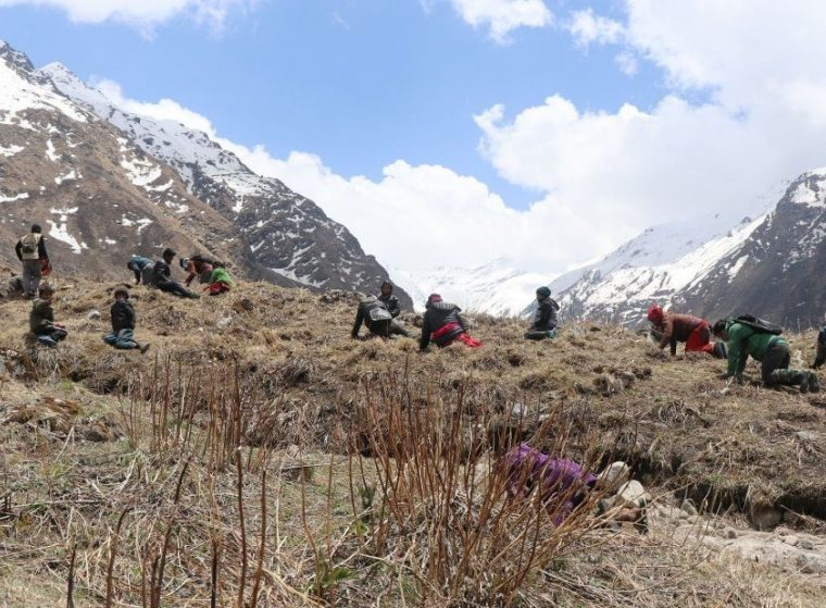 Snowfall affects the collection of Yarsagumba in Manang