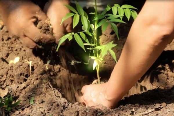 Today is Chure Day: One lakh plants are being planted