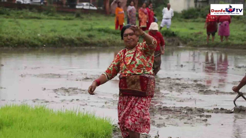 Paddy Day (Asar 15) being celebrated