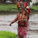 Paddy Day (Asar 15) being celebrated