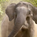 Woman crushed to death by elephant