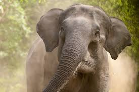 Woman crushed to death by elephant