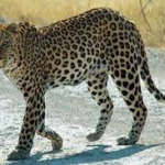 Girl injured in leopard attack