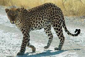 Girl injured in leopard attack