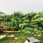 Strong winds inflict damage in Kailali