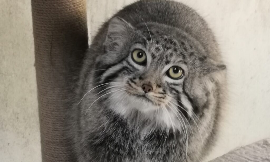 China successfully breeds Pallas’ cat kitten for first time in Qinghai