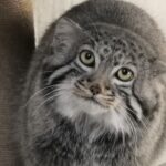 China successfully breeds Pallas’ cat kitten for first time in Qinghai