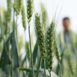 Farmers in S.China scramble to ensure safe grain harvest amid typhoon