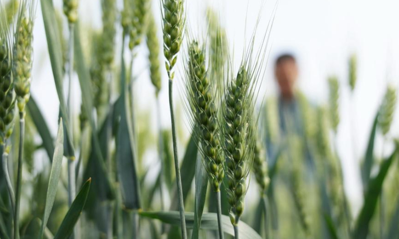 Farmers in S.China scramble to ensure safe grain harvest amid typhoon