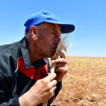 SYRIA-SWEIDA-WHEAT HARVEST