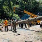 21 trees removed from Sallaghari area after fatal accident